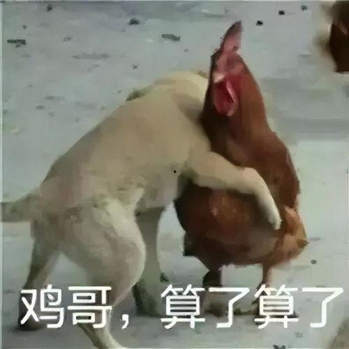 鸡哥最新爆料新闻,最新爆料新闻背后的惊人真相