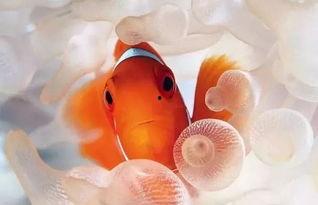 小丑鱼军需反场最新爆料,揭秘幕后真相与惊人内幕